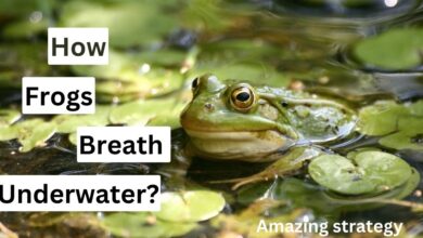 How frogs breath underwater? (Amazing strategy)