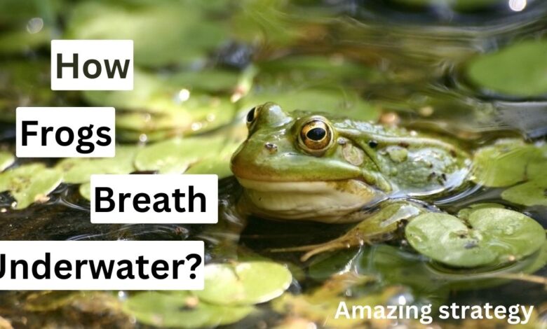 How frogs breath underwater? (Amazing strategy)