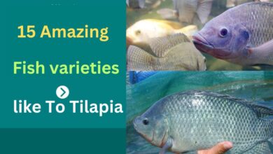 15 Amazing Fish varieties like To Tilapia