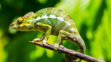 How do animals like chameleons change their skin color?