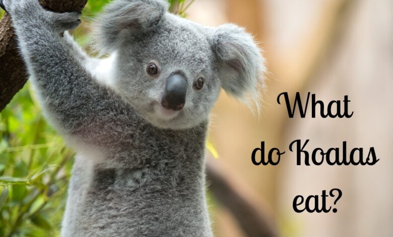 What do koalas eat?